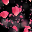 curiosity-killed-the-fangirl avatar