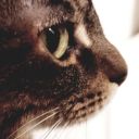 curiositykilled-thecats avatar