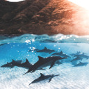 curiositykillledthecat avatar