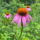 curiositywoman avatar