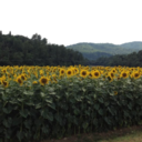 curious-mindss-wander-alike avatar