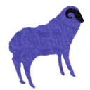 curious-sheep avatar