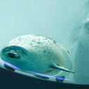 curious-subjects avatar