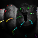 curious-switch avatar