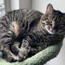 curiousandalwaysconfused-blog avatar