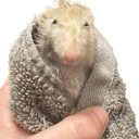 curiousconsul avatar