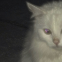 curiousk1tt3n avatar