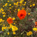 curiousleesam avatar