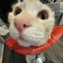 curiously-questing avatar