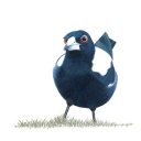 curiousmagpie avatar