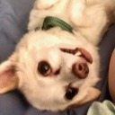 curiouspupsicle avatar