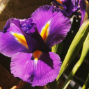 curlygoatmeister avatar