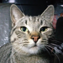 currentbrainrot avatar