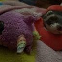 currentlyfallingapart avatar