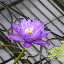 currentsofdreams avatar