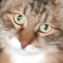 currymybeloved avatar