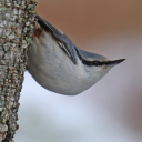 curse-that-wren-tern-skyline avatar