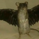 cursed-rat-of-homosexuality avatar