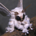 cursedconnorr avatar