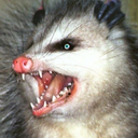 cursedpossums avatar