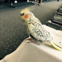 curseofimmortality avatar