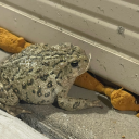 curseofthecanyon avatar