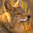 curtainscorner avatar