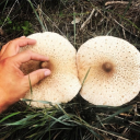 curvologist-tri avatar