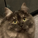 custardcuddles avatar