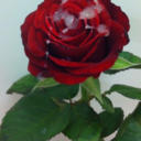 cutanfpaste-blog avatar