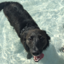 cute--aggression avatar