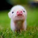 cute-animals-65 avatar