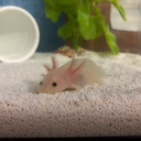 cute-axolotl-love44 avatar