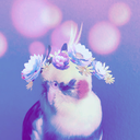 cute-birds avatar