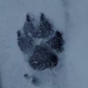 cute-cryptid-cub avatar