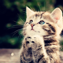 cute-furry avatar