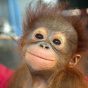 cute-monkey-pictures avatar