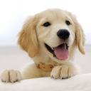 cute-puppies-for-all avatar