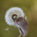 cute-rodents-archive avatar
