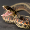 cute-snek-pictures avatar