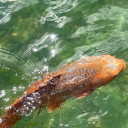 cute-trash-can01 avatar