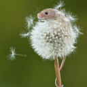 cuteandbeautiful avatar