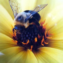 cutebeekeeper avatar