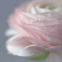 cutebloglovely avatar