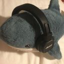 cuteblueshark avatar