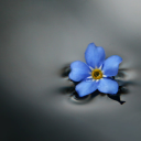 cutebookdragon1 avatar