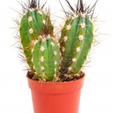 cutecactuses avatar