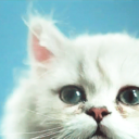 cutecatdiaries avatar