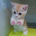 cutecatshere avatar