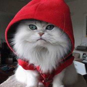 cutecatsvsdogs avatar